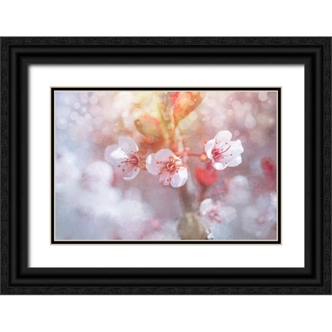 Spring Blooms 06 Black Ornate Wood Framed Art Print with Double Matting by LightBoxJournal