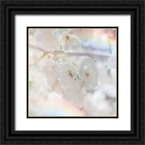 Apple Blossoms 01 Black Ornate Wood Framed Art Print with Double Matting by LightBoxJournal
