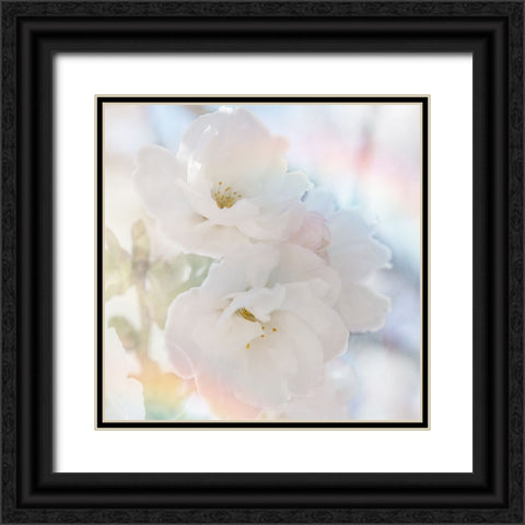 Apple Blossoms 02 Black Ornate Wood Framed Art Print with Double Matting by LightBoxJournal