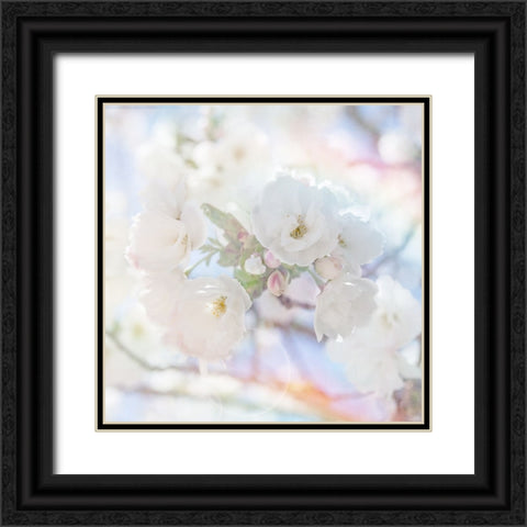 Apple Blossoms 05 Black Ornate Wood Framed Art Print with Double Matting by LightBoxJournal