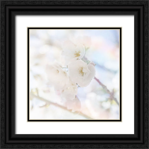 Apple Blossoms 06 Black Ornate Wood Framed Art Print with Double Matting by LightBoxJournal