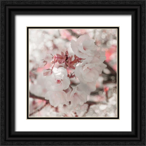 Pinky Blossom 4 Black Ornate Wood Framed Art Print with Double Matting by LightBoxJournal