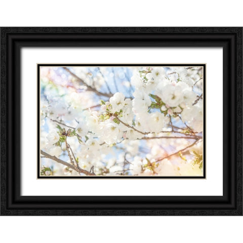 White Spring Blossoms 02 Black Ornate Wood Framed Art Print with Double Matting by LightBoxJournal