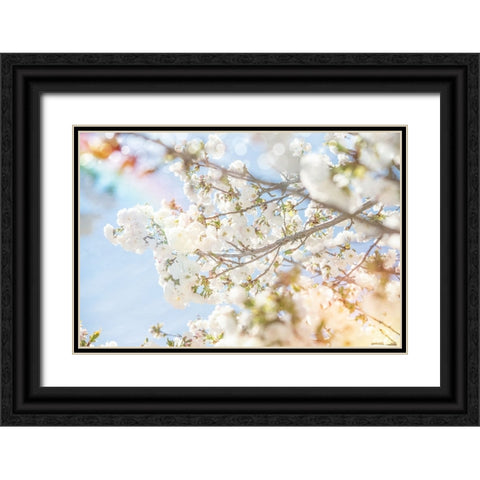White Spring Blossoms 04 Black Ornate Wood Framed Art Print with Double Matting by LightBoxJournal