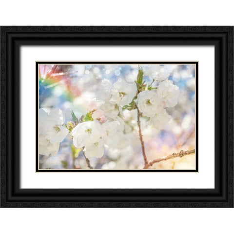 White Spring Blossoms 06 Black Ornate Wood Framed Art Print with Double Matting by LightBoxJournal