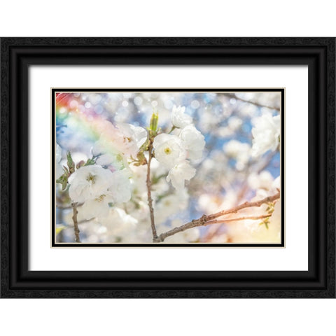 White Spring Blossoms 07 Black Ornate Wood Framed Art Print with Double Matting by LightBoxJournal