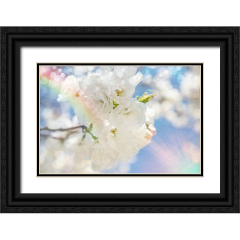 White Spring Blossoms 08 Black Ornate Wood Framed Art Print with Double Matting by LightBoxJournal