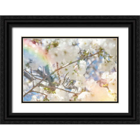 White Spring Blossoms 09 Black Ornate Wood Framed Art Print with Double Matting by LightBoxJournal