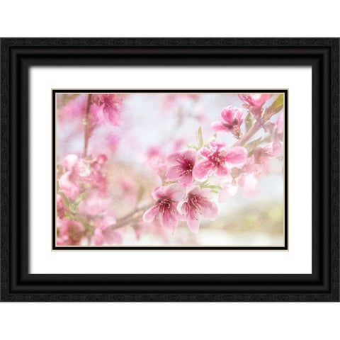 Cherry Pops 01 Black Ornate Wood Framed Art Print with Double Matting by LightBoxJournal