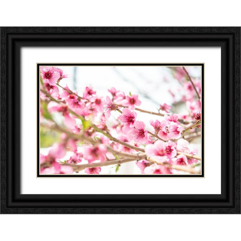 Naturally Cherry 02 Black Ornate Wood Framed Art Print with Double Matting by LightBoxJournal