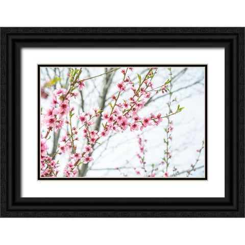 Naturally Cherry 03 Black Ornate Wood Framed Art Print with Double Matting by LightBoxJournal