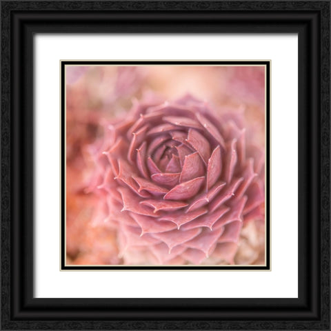 Succulents 03 Black Ornate Wood Framed Art Print with Double Matting by LightBoxJournal