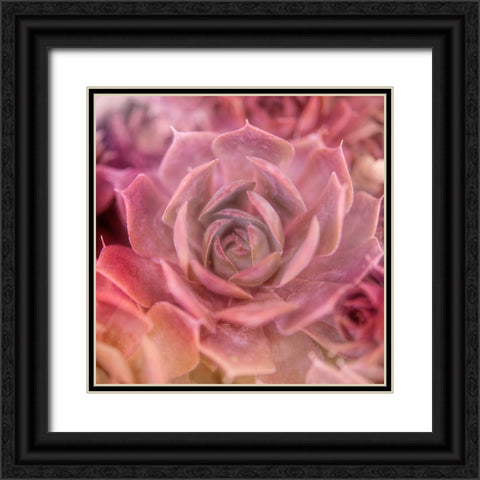 Succulents 04 Black Ornate Wood Framed Art Print with Double Matting by LightBoxJournal