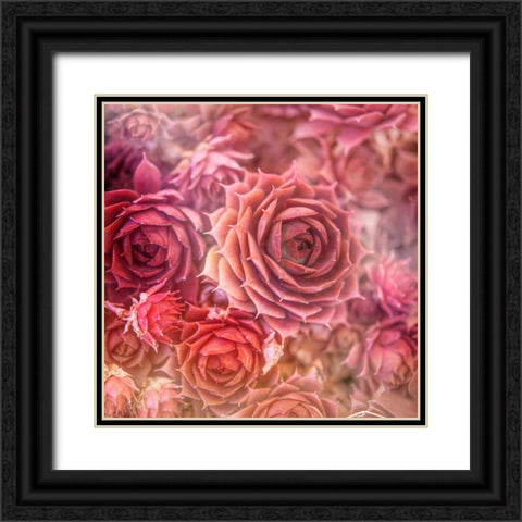 Succulents 06 Black Ornate Wood Framed Art Print with Double Matting by LightBoxJournal