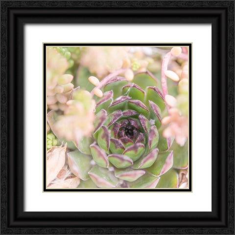 Succulents 08 Black Ornate Wood Framed Art Print with Double Matting by LightBoxJournal