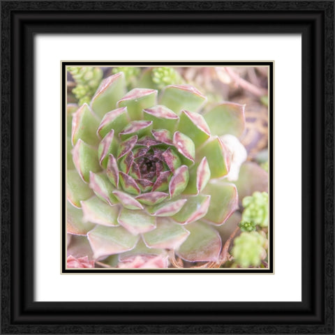 Succulents 09 Black Ornate Wood Framed Art Print with Double Matting by LightBoxJournal