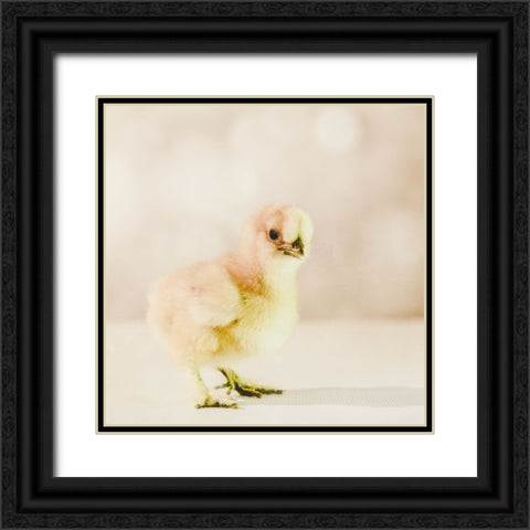 Baby Chicken 01 Black Ornate Wood Framed Art Print with Double Matting by LightBoxJournal