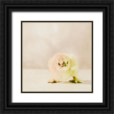 Baby Chicken 02 Black Ornate Wood Framed Art Print with Double Matting by LightBoxJournal