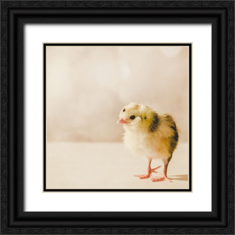 Baby Chicken 03 Black Ornate Wood Framed Art Print with Double Matting by LightBoxJournal