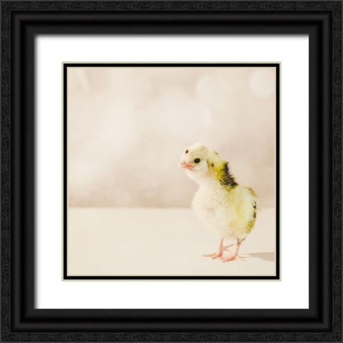 Baby Chicken 04 Black Ornate Wood Framed Art Print with Double Matting by LightBoxJournal
