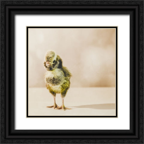 Baby Chicken 05 Black Ornate Wood Framed Art Print with Double Matting by LightBoxJournal