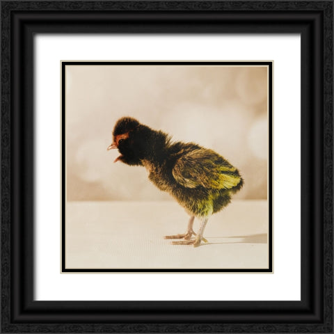 Baby Chicken 06 Black Ornate Wood Framed Art Print with Double Matting by LightBoxJournal