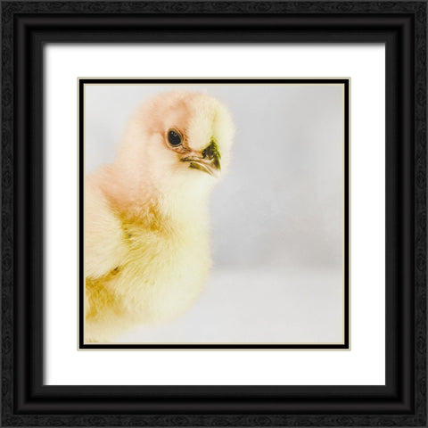 Spring Chick 01 Black Ornate Wood Framed Art Print with Double Matting by LightBoxJournal