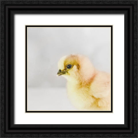Spring Chick 02 Black Ornate Wood Framed Art Print with Double Matting by LightBoxJournal