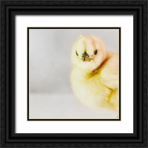Spring Chick 04 Black Ornate Wood Framed Art Print with Double Matting by LightBoxJournal