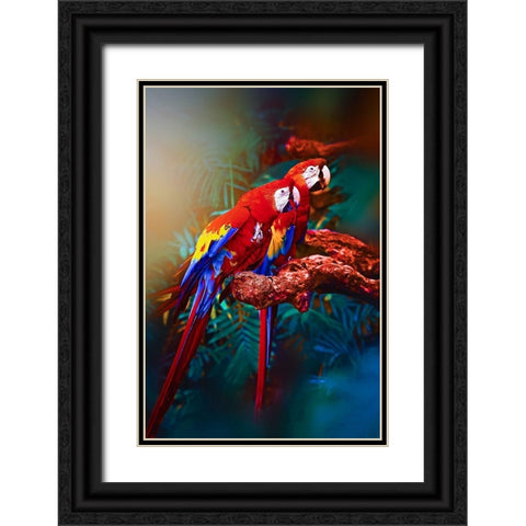 Soulmate Macaws Black Ornate Wood Framed Art Print with Double Matting by Love Grams