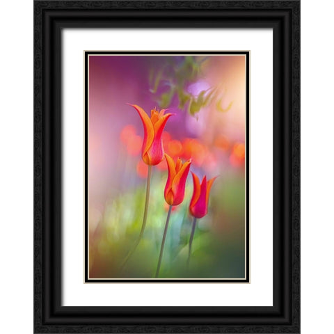 Tulip Rainbows Black Ornate Wood Framed Art Print with Double Matting by Love Grams