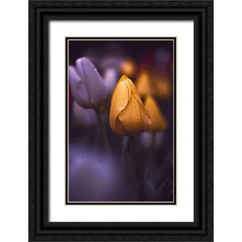Tulips at Dusk Black Ornate Wood Framed Art Print with Double Matting by Love Grams