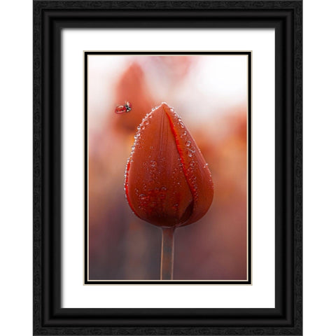 Tulips at Dawn Black Ornate Wood Framed Art Print with Double Matting by Love Grams