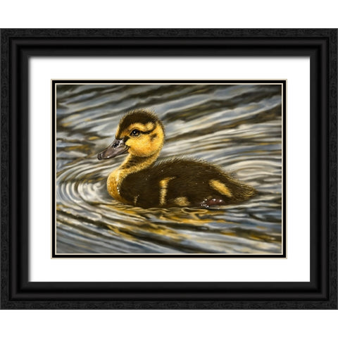 Duckling Black Ornate Wood Framed Art Print with Double Matting by LaMontagne, Patrick