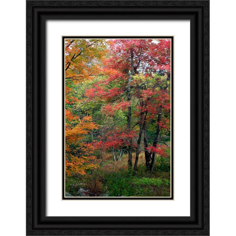 Minnewaskas Vertical 2010 Black Ornate Wood Framed Art Print with Double Matting by Goldwitz, Robert