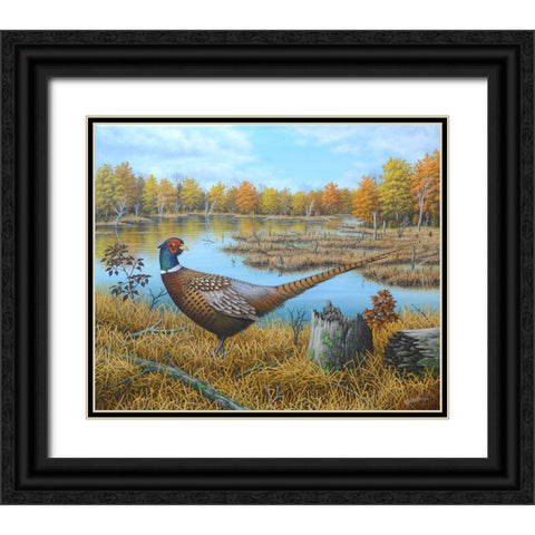 Ring-necked Pheasant Black Ornate Wood Framed Art Print with Double Matting by Wavra, Robert
