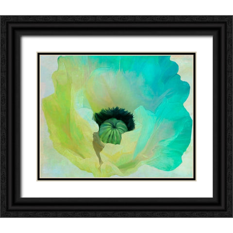 Poppy Gradient I Black Ornate Wood Framed Art Print with Double Matting by Sasha