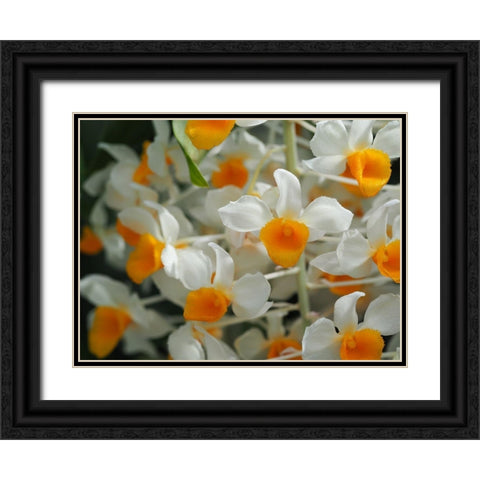 Dendrobium Thyrsiflorum Black Ornate Wood Framed Art Print with Double Matting by Bonin, Suzanne
