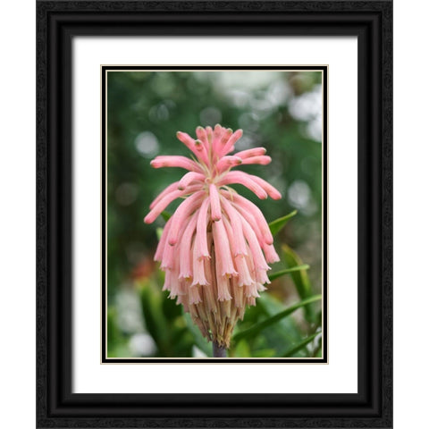 Forest Lily Black Ornate Wood Framed Art Print with Double Matting by Bonin, Suzanne