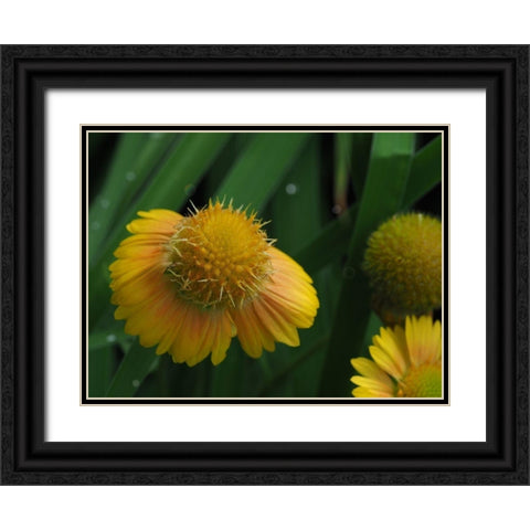 Gaillardia Black Ornate Wood Framed Art Print with Double Matting by Bonin, Suzanne