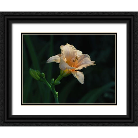 Peach Daylily Black Ornate Wood Framed Art Print with Double Matting by Bonin, Suzanne
