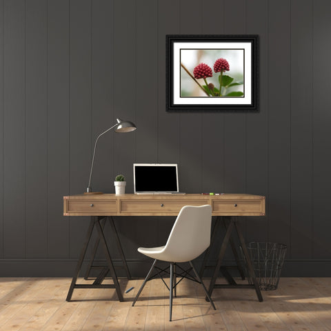 Powder Puff Buds Black Ornate Wood Framed Art Print with Double Matting by Bonin, Suzanne