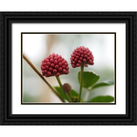 Powder Puff Buds Black Ornate Wood Framed Art Print with Double Matting by Bonin, Suzanne