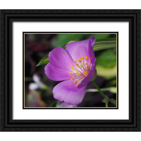 Pussy Paw Black Ornate Wood Framed Art Print with Double Matting by Bonin, Suzanne