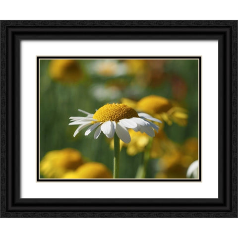 White Chamomile Black Ornate Wood Framed Art Print with Double Matting by Bonin, Suzanne