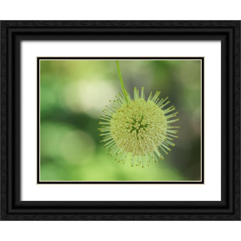Cephalanthus Occidentalis Black Ornate Wood Framed Art Print with Double Matting by Bonin, Suzanne