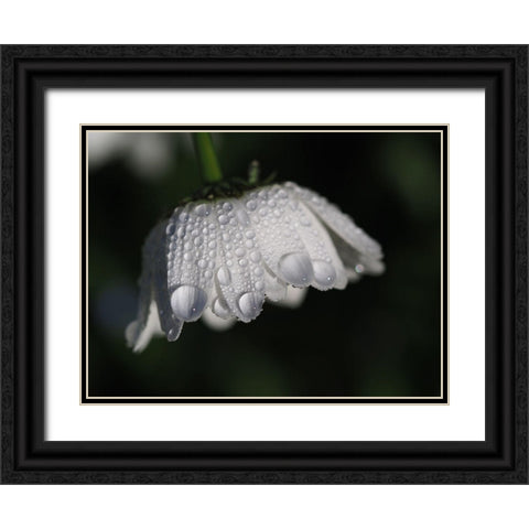 Daisy With Droplets Black Ornate Wood Framed Art Print with Double Matting by Bonin, Suzanne