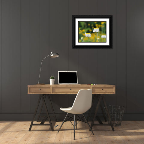 Lawn Daisies Black Ornate Wood Framed Art Print with Double Matting by Bonin, Suzanne