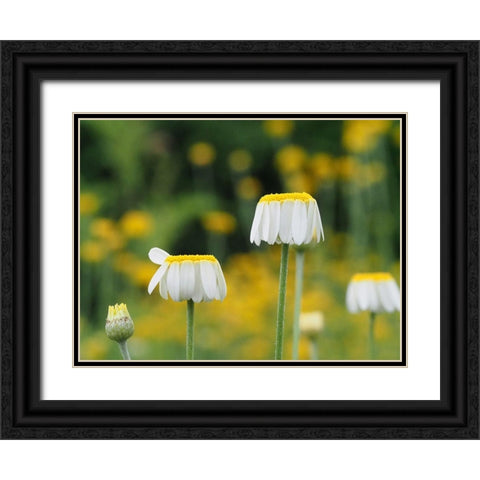 Lawn Daisies Black Ornate Wood Framed Art Print with Double Matting by Bonin, Suzanne
