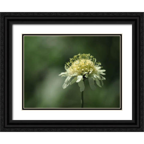 Yellow Scabious Black Ornate Wood Framed Art Print with Double Matting by Bonin, Suzanne